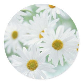 Daisy flowers classic round sticker