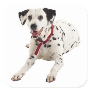 Dalmatian Puppy Dog Greeting Stickers / Labels