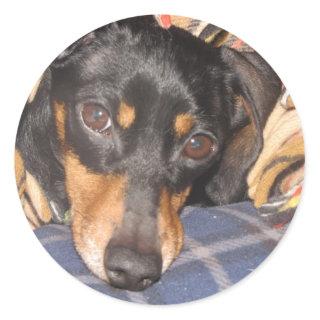 Daschund Weener Dog face Classic Round Sticker