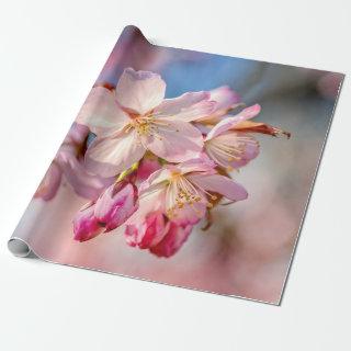 Dazzling Sakura Flowers. Beige And Blue Background