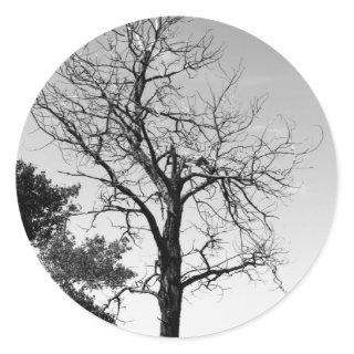 Dead tree classic round sticker