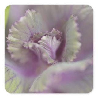 Decorative cabbage square sticker