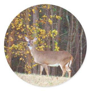Deer in Front of Yellow Autumn Tree Classic Round Sticker