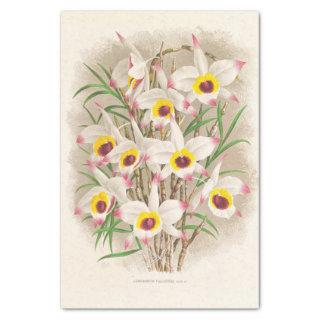 Dendrobium Falconeri (Orchid) by Jean Jules Linden Tissue Paper
