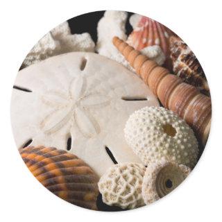 Detail Of Seashells From Around The World Classic Round Sticker