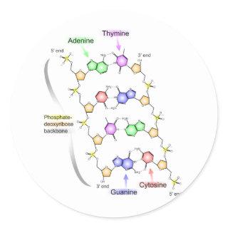 Detailed Diagram of the Chemical structure of DNA Classic Round Sticker