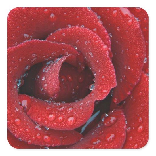 Dew covered red rose decorating grave site in square sticker