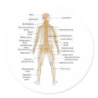 Diagram of the Human Body's Nervous System Classic Round Sticker