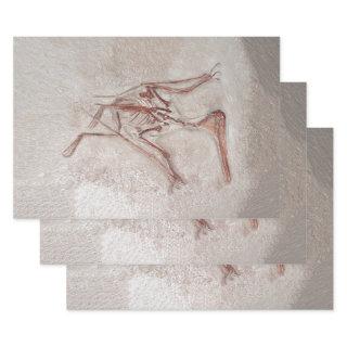 Dinosaur Bones Old Prehistoric Sketch Art  Sheets