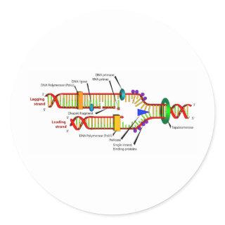 DNA replication Classic Round Sticker