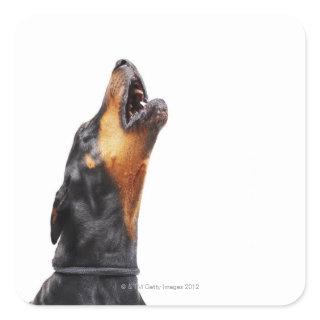 Doberman howling square sticker