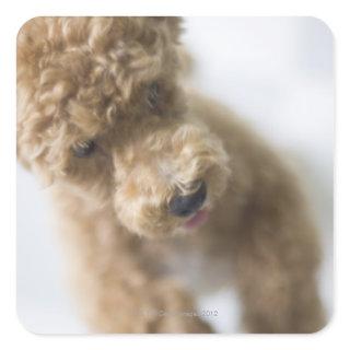 Dog standing on floor square sticker