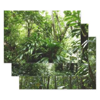 Dominican Rain Forest I Tropical Green Nature  Sheets