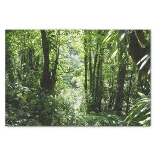 Dominican Rain Forest II Tropical Green Tissue Paper