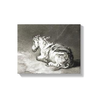 Donkey at Rest Canvas Print