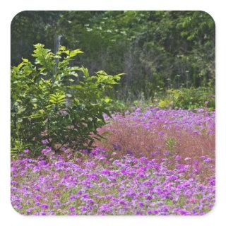 Drummond Phlox, Phlox drummondi, Hilton Head Square Sticker