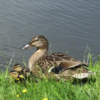 DUCK AND DUCKLINGS    SHEETS