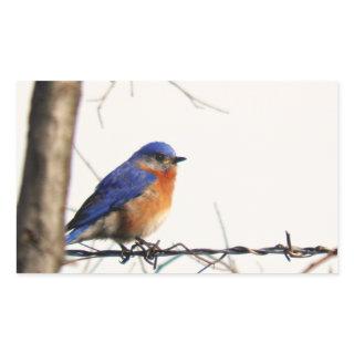 Eastern Bluebird Photo Rectangular Sticker