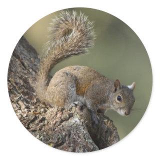 Eastern Gray Squirrel, or grey squirrel Classic Round Sticker
