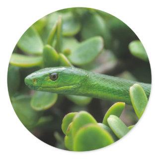 Eastern Green Mamba (Dendroaspis Angusticeps) Classic Round Sticker