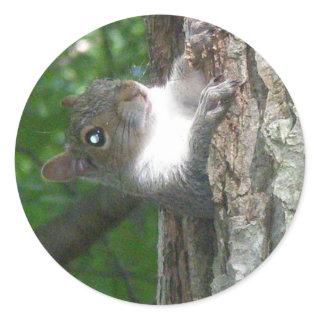 Eastern Grey Squirrel (Sciurus carolinensis) Items Classic Round Sticker