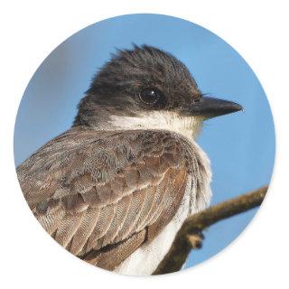 Eastern Kingbird on a Branch Classic Round Sticker