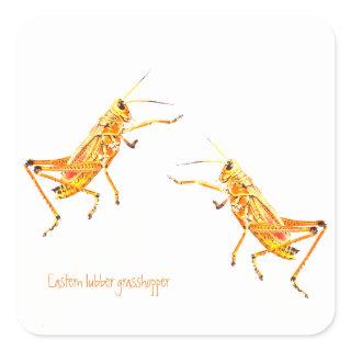Eastern lubber grasshopper   square sticker