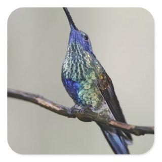 Ecuador, Tandayapa Bird Lodge. Sparkling Square Sticker