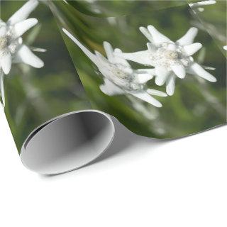 Edelweiss Alpine Flower