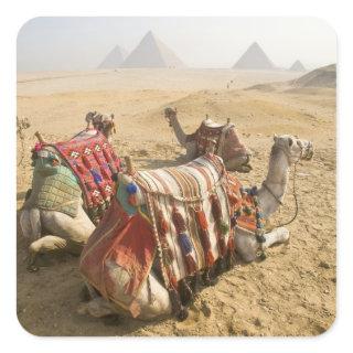 Egypt, Cairo. Resting camels Square Sticker