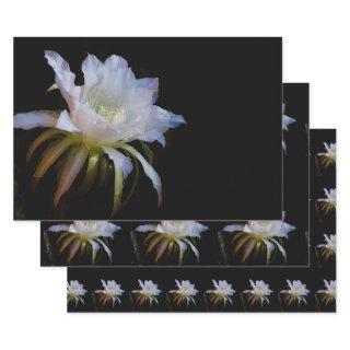 Elegant Queen of the Night Cactus Flower  Sheets