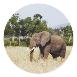 Elephant in Masai Mara, Kenya sticker