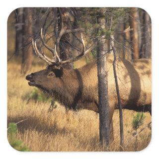 elk, Cervus elaphus, bull bugles in a burnt out Square Sticker