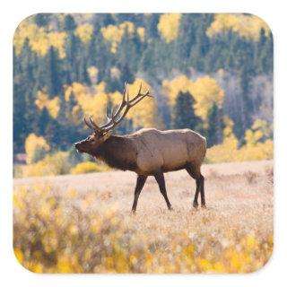 Elk in Rocky Mountain National Park, Colorado Square Sticker