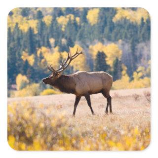 Elk in Rocky Mountain National Park, Colorado Square Sticker