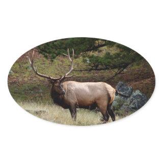 Elk in the Wild Oval Sticker