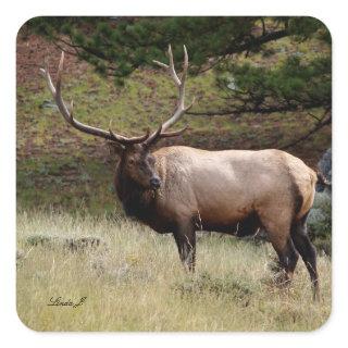 Elk in the Wild Square Sticker