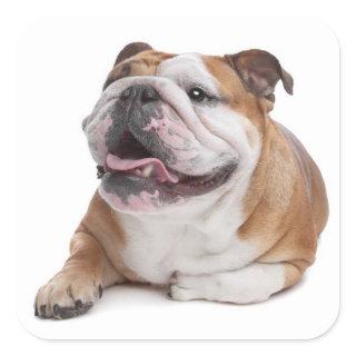 English Bulldog Puppy Dog Sticker
