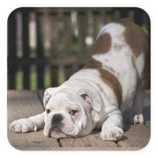 English Bulldog Puppy Square Sticker