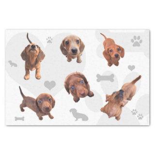 Eridox red chocolate dachshund dapple puppies tissue paper