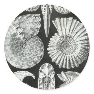 Ernst Haeckel - Ammonitida Classic Round Sticker