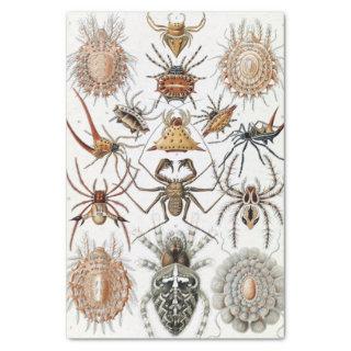 Ernst Haeckel Arachnida Spiders Poster Tissue Paper