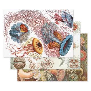 Ernst Haeckel Ocean  Sheets