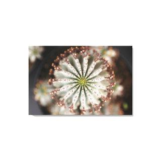 Euphorbia polygona 'Snowflake' canvas print