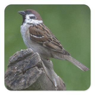 Eurasian Tree Sparrow Square Sticker