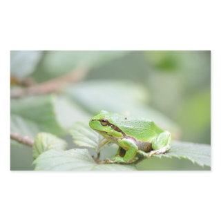 European tree frog in green rectangular sticker