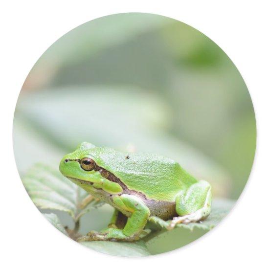 European tree frog in green round sticker
