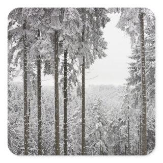 Evergreen forest in winter square sticker