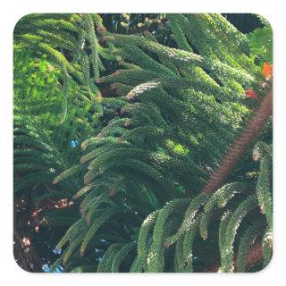 Evergreen pine-tree conifer  square sticker