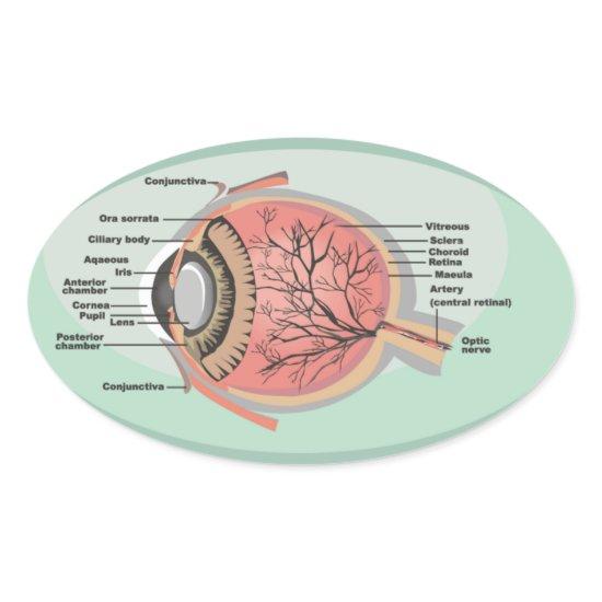 Eye Diagram for National Eye Care Month Oval Sticker